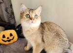 Zlata - Scottish Straight Cat For Sale - New York&comma; NY&comma; US