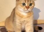 Angel - Scottish Fold Cat For Sale - New York&comma; NY&comma; US