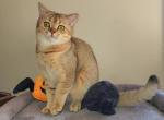 Baloo - Scottish Straight Cat For Sale - New York&comma; NY&comma; US