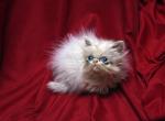 Creamy white by Flueffay x Holy Grail - Himalayan Cat For Sale - Cedar Rapids&comma; IA&comma; US
