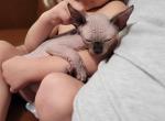 TICA Male - Sphynx Cat For Sale - Rockford&comma; IL&comma; US