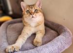 Hugo - Scottish Straight Cat For Sale - New York&comma; NY&comma; US