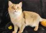 Daisy - Scottish Straight Cat For Sale - New York&comma; NY&comma; US