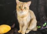 Biggy - Scottish Straight Cat For Sale - New York&comma; NY&comma; US
