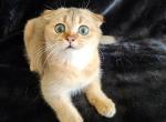 Flipper - Scottish Fold Cat For Sale - New York&comma; NY&comma; US