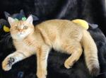 Dandy - Scottish Straight Cat For Sale - New York&comma; NY&comma; US
