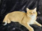 Hero - Scottish Straight Cat For Sale - New York&comma; NY&comma; US