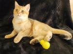 Vegas - Scottish Straight Cat For Sale - New York&comma; NY&comma; US