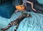Venus - Bengal Cat For Sale - Farmington&comma; MI&comma; US