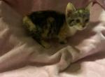 Abby - Munchkin Cat For Sale - FL&comma; US