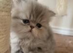 Bentley - Persian Cat For Sale - Fort Worth&comma; TX&comma; US