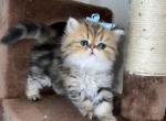 Loki - Persian Cat For Sale - Fort Worth&comma; TX&comma; US