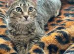 Bonnie - American Shorthair Cat For Adoption - NM&comma; US