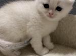 Scottish silver chinchilla - Scottish Fold Cat For Sale - Staten Island&comma; NY&comma; US