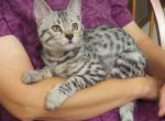 Savannah F3 Silver Male Kitten - Savannah Cat For Sale - New Holland&comma; PA&comma; US