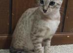 F3 Savannah Snow Male Kitten Available Now - Savannah Cat For Sale - New Holland&comma; PA&comma; US