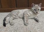 Savannah F3 Male Snow Kitten Available - Savannah Cat For Sale - New Holland&comma; PA&comma; US