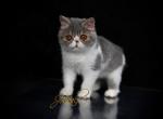 Jovial's Fabio - Exotic Cat For Sale - Newburgh&comma; NY&comma; US