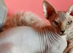 Canadian Sphynxs - Sphynx Cat For Sale - Brooklyn&comma; NY&comma; US