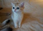 CANDY - British Shorthair Cat For Sale - San Mateo&comma; CA&comma; US