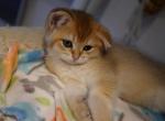 MATILDA - British Shorthair Cat For Sale - San Mateo&comma; CA&comma; US
