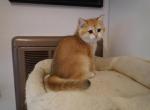 MARCELL - British Shorthair Cat For Sale - San Mateo&comma; CA&comma; US