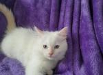 Ragdoll kittens - Ragdoll Cat For Sale - Jacksonville&comma; NC&comma; US