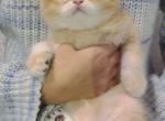 Nala - British Shorthair Cat For Sale - Atlanta&comma; GA&comma; US