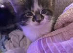 Chino - Domestic Cat For Sale - Bronx&comma; NY&comma; US