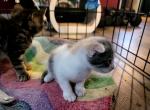 Kalis scottish folds - Scottish Fold Cat For Sale - Denver&comma; CO&comma; US