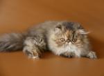 Isabelle - Persian Cat For Sale - Yucca Valley&comma; CA&comma; US