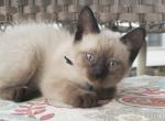 Jack & Julip's Litter - Siamese Cat For Sale - Ypsilanti&comma; MI&comma; US