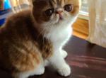 Giana - Exotic Cat For Sale - Lemont&comma; IL&comma; US