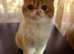 Greta - Exotic Cat For Sale - Lemont&comma; IL&comma; US
