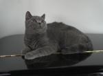 IDCATTERY - British Shorthair Cat For Sale/Service - Auburn&comma; WA&comma; US