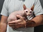 TICA White Male - Sphynx Cat For Sale - Rockford&comma; IL&comma; US