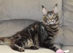 Galatians litter 6 - Maine Coon Cat For Adoption - Manchester&comma; NH&comma; US