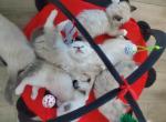 September litters 2 boys left - Ragdoll Cat For Sale - Fort Lauderdale&comma; FL&comma; US