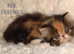 Exotic Girl Delilah Reserved - Exotic Cat For Sale - Ottawa&comma; KS&comma; US