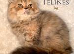 Chloe Reserved - Exotic Cat For Sale - Ottawa&comma; KS&comma; US