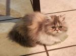 Persian Kitten - Persian Cat For Sale - Greenville&comma; OH&comma; US