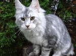 Silver girl - Maine Coon Cat For Sale - Bridgewater&comma; NJ&comma; US
