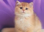 Arsen - British Shorthair Cat For Sale - Wheeling&comma; IL&comma; US