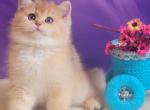 Amur - British Shorthair Cat For Sale - Wheeling&comma; IL&comma; US