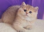 Agnes - British Shorthair Cat For Sale - Wheeling&comma; IL&comma; US