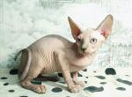 Rosie - Sphynx Cat For Sale - Brooklyn&comma; NY&comma; US