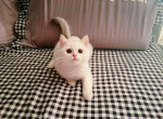 Taco - British Shorthair Cat For Sale - Staten Island&comma; NY&comma; US