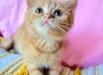 Felix - Scottish Straight Kitten For Sale - New York&comma; NY&comma; US
