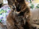 Auburn - Maine Coon Cat For Sale - Manchester Township&comma; NJ&comma; US