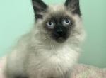 RESERVED Seal Point Ragdoll Male Kitten - Ragdoll Cat For Sale - Beach Park&comma; IL&comma; US
